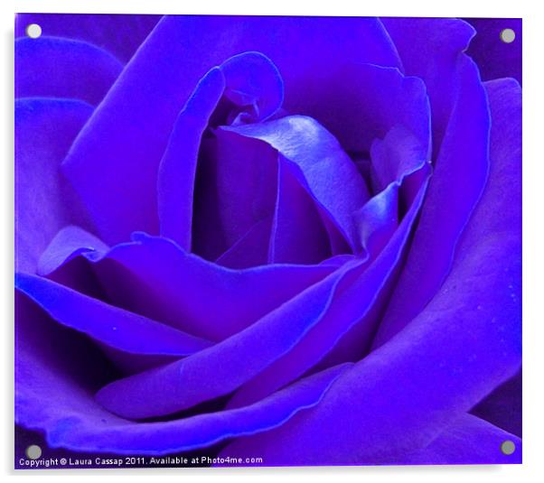 Blue Rose Acrylic by Laura Cassap
