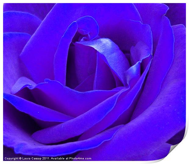 Blue Rose Print by Laura Cassap