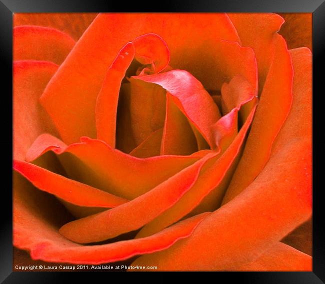 Orange Rose Framed Print by Laura Cassap