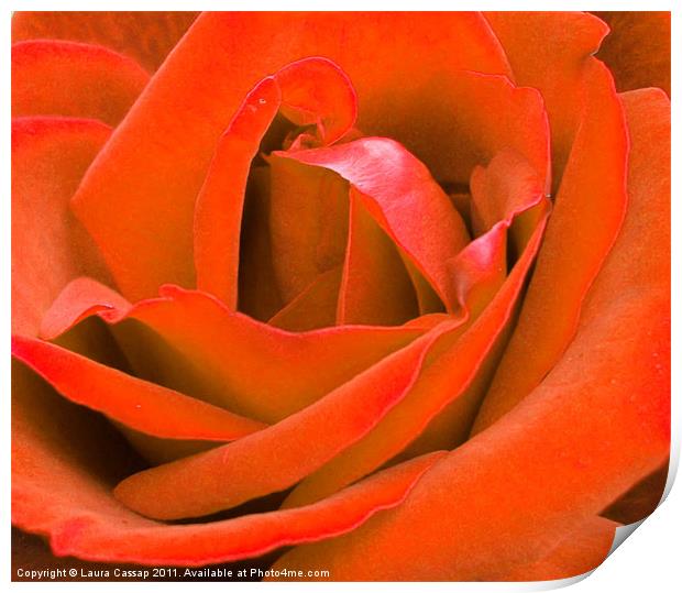 Orange Rose Print by Laura Cassap