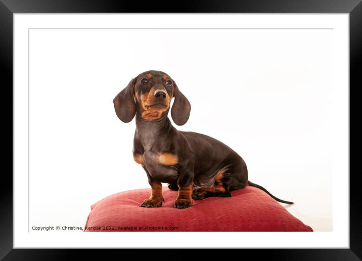 Dachshund Pup Sitting on Red Cushion Framed Mounted Print by Christine Kerioak