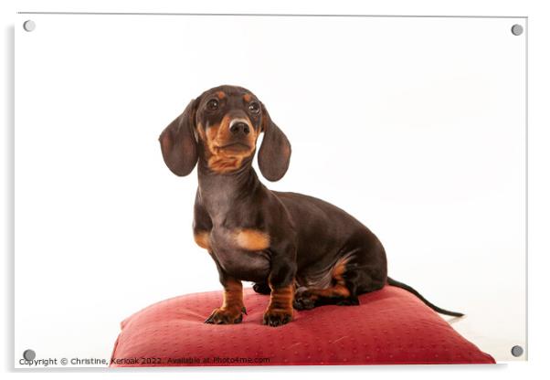 Dachshund Pup Sitting on Red Cushion Acrylic by Christine Kerioak