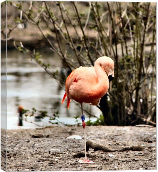 A Flamingo Standing On One Leg  Canvas Print by Kevin Maughan