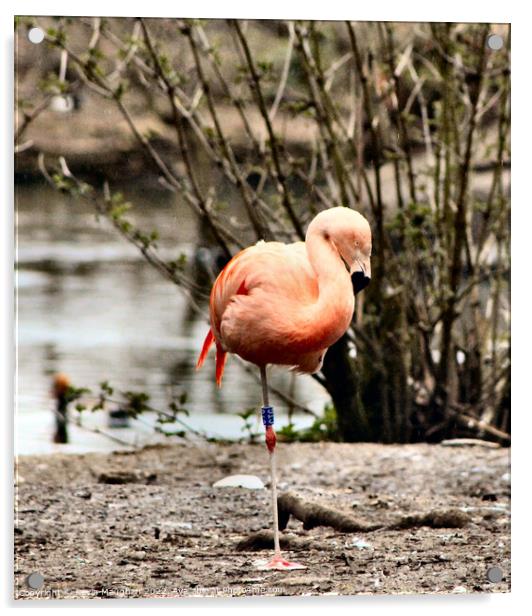A Flamingo Standing On One Leg  Acrylic by Kevin Maughan