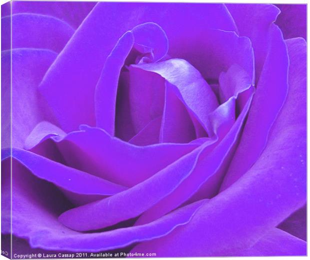 Lilac Rose Canvas Print by Laura Cassap