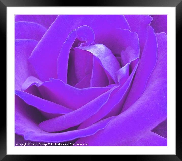 Lilac Rose Framed Mounted Print by Laura Cassap
