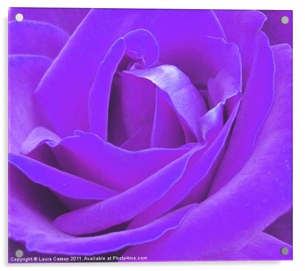 Lilac Rose Acrylic by Laura Cassap
