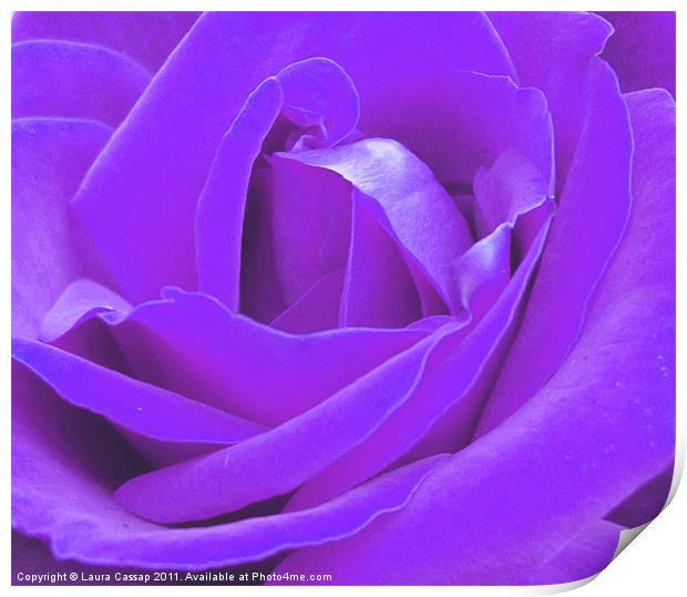 Lilac Rose Print by Laura Cassap