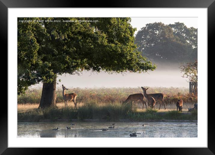 Breakfast is a challenge Framed Mounted Print by Kevin White