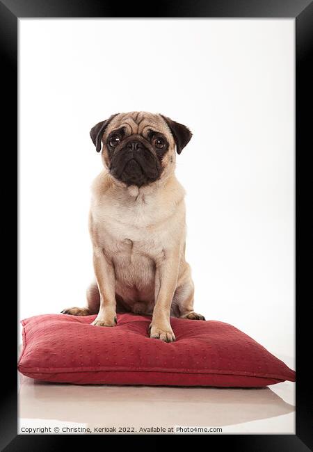 Pug Sitting on a Cushion Framed Print by Christine Kerioak