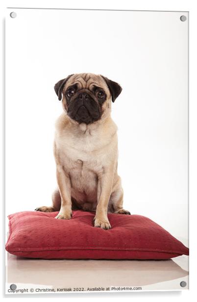 Pug Sitting on a Cushion Acrylic by Christine Kerioak