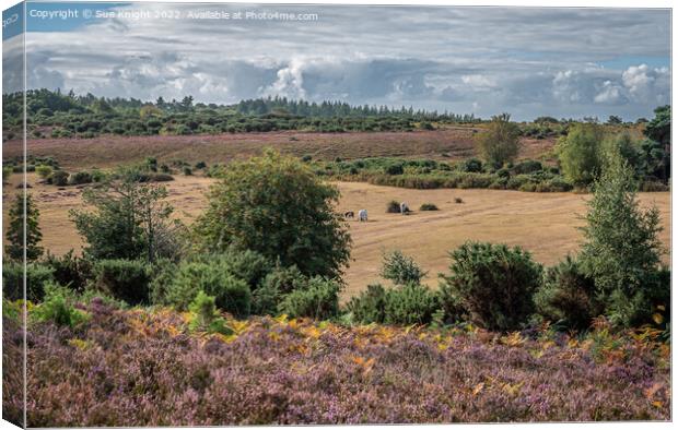 New Forest landscape Canvas Print by Sue Knight