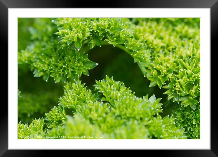 Nature's green Framed Mounted Print by Elaine Hayward