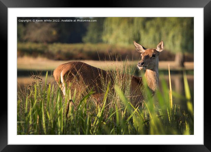 Deer hiding in the long grass Framed Mounted Print by Kevin White