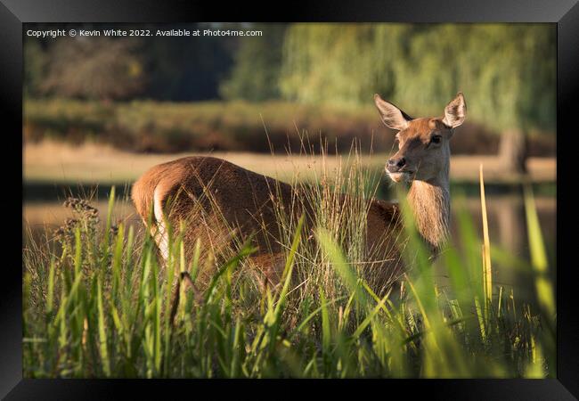 Deer hiding in the long grass Framed Print by Kevin White