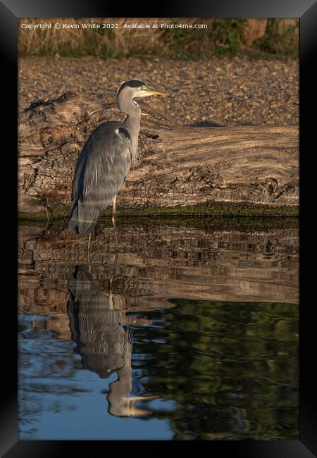 Grey heron with reflected light Framed Print by Kevin White
