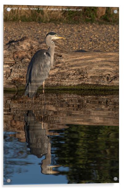 Grey heron with reflected light Acrylic by Kevin White