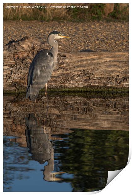 Grey heron with reflected light Print by Kevin White