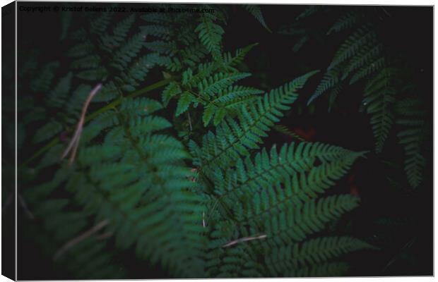 Dark and moody fern leaves background with selective focus. Canvas Print by Kristof Bellens