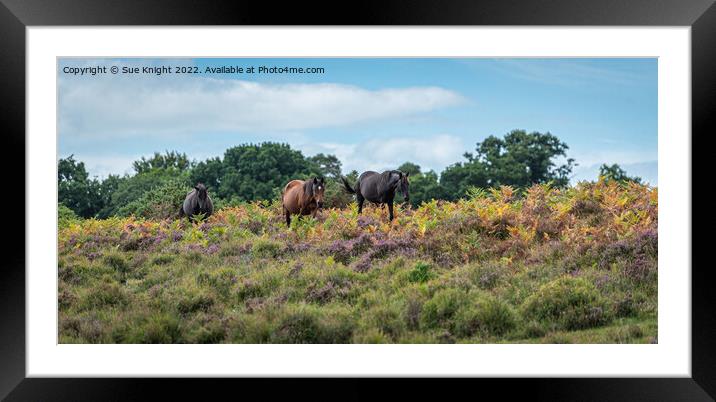 A walk through the Heather Framed Mounted Print by Sue Knight