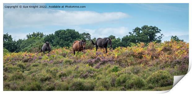 A walk through the Heather Print by Sue Knight