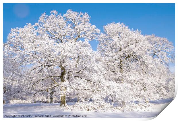 Snow Covered Oak Trees Print by Christine Kerioak