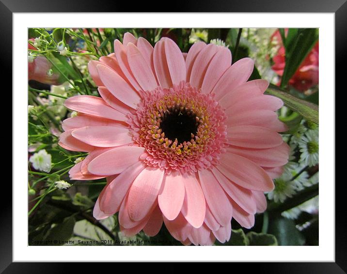 Pink Gerbera Daisy with dark center Framed Mounted Print by Lorette  Severson 