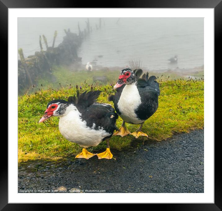 Muscovy Ducks Framed Mounted Print by Margaret Ryan