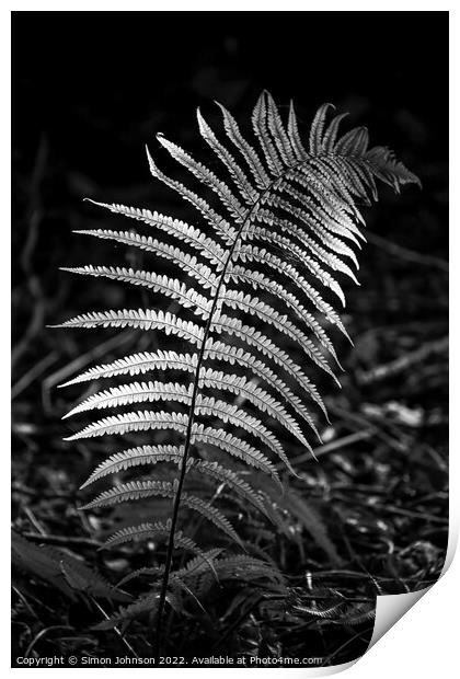 sunlit fern Print by Simon Johnson