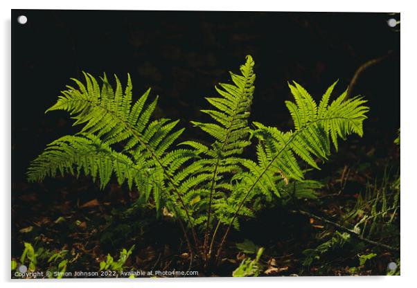 sunlit fern Acrylic by Simon Johnson