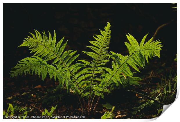 sunlit fern Print by Simon Johnson