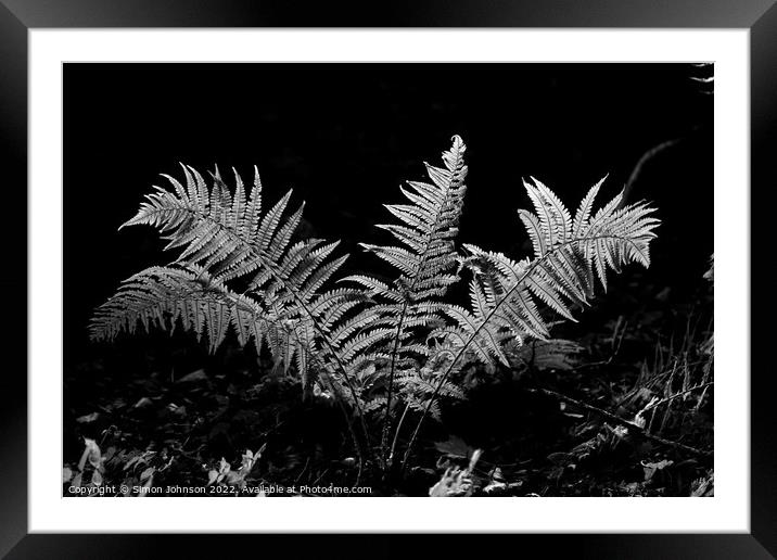 Sunlit fern  Framed Mounted Print by Simon Johnson