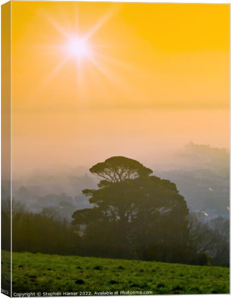 Radiant Scots Pine in Misty Morning Canvas Print by Stephen Hamer