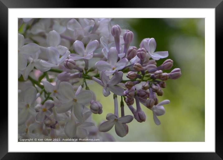 Fragrant Lilac Blooms Framed Mounted Print by Ken Oliver