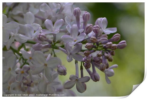 Fragrant Lilac Blooms Print by Ken Oliver