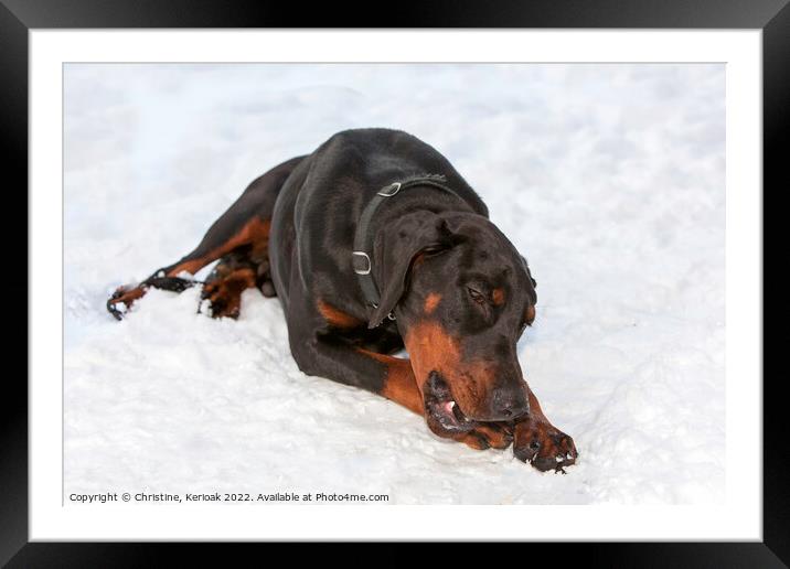 Dobermann Laying In Snow Framed Mounted Print by Christine Kerioak
