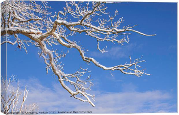Snow Covered Branch Canvas Print by Christine Kerioak
