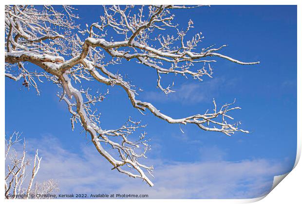 Snow Covered Branch Print by Christine Kerioak