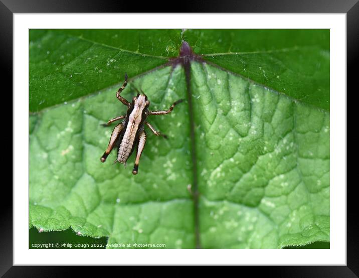 Grasshopper On  leaves Framed Mounted Print by Philip Gough