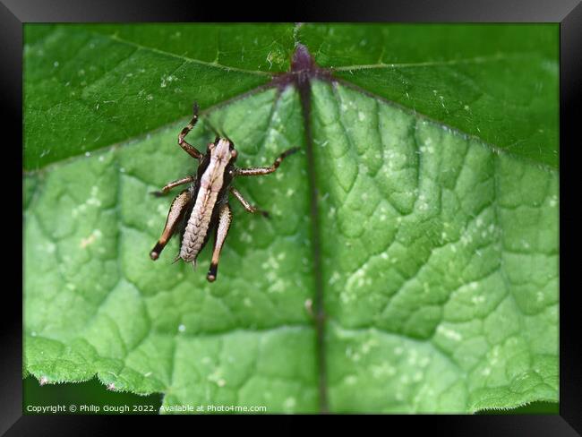 Grasshopper On  leaves Framed Print by Philip Gough