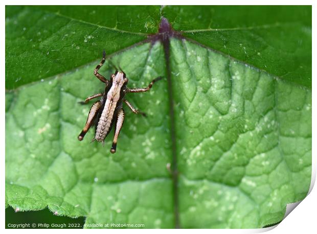 Grasshopper On  leaves Print by Philip Gough