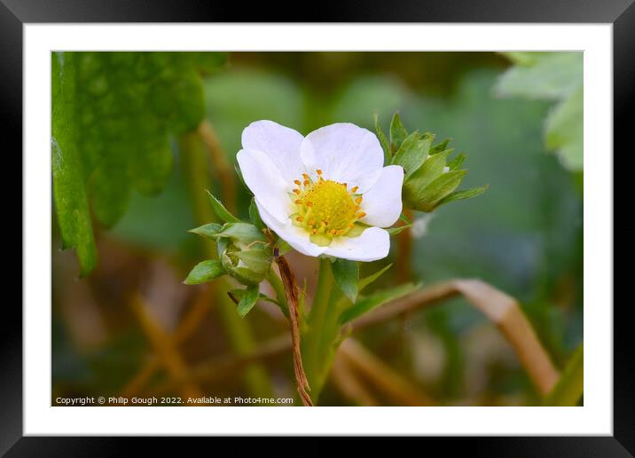 Strawberry Flower Framed Mounted Print by Philip Gough