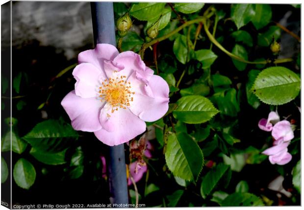 Flower Macro in Pink Canvas Print by Philip Gough