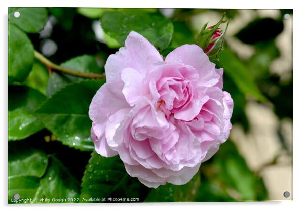 Rose Plant flower Acrylic by Philip Gough