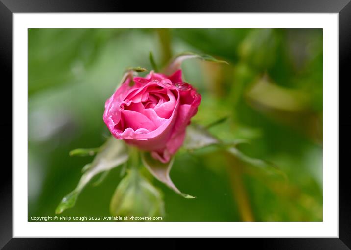 Rose Opening Macro Framed Mounted Print by Philip Gough
