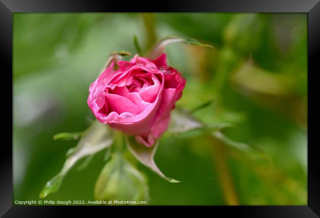 Rose Opening Macro Framed Print by Philip Gough