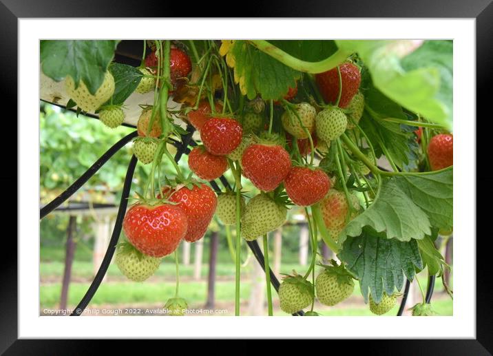 Strawberries unpicked Framed Mounted Print by Philip Gough