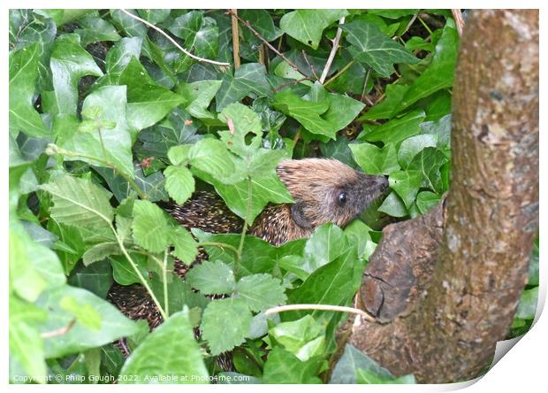 Hedgehog in Hedgerow Print by Philip Gough