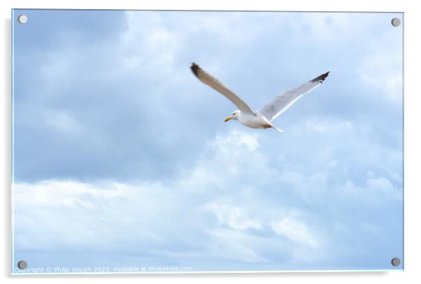 Sea Gull flying Acrylic by Philip Gough