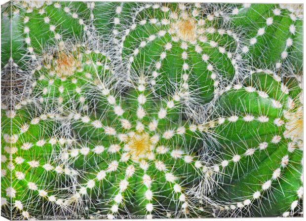Cacti Pattern Canvas Print by Philip Gough